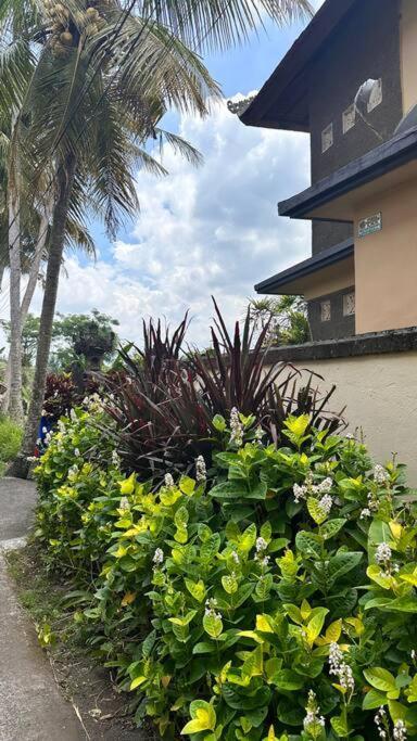 Beautiful Private Pool Walk To Town Center Sunrise Views